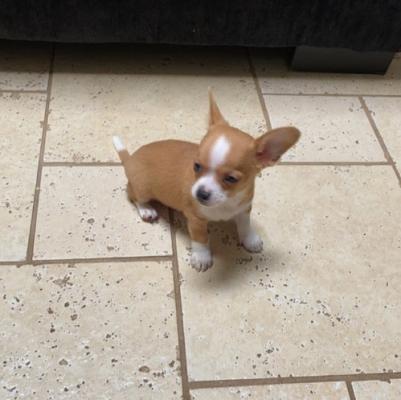 Adorable tiny Chihuahua puppy available!